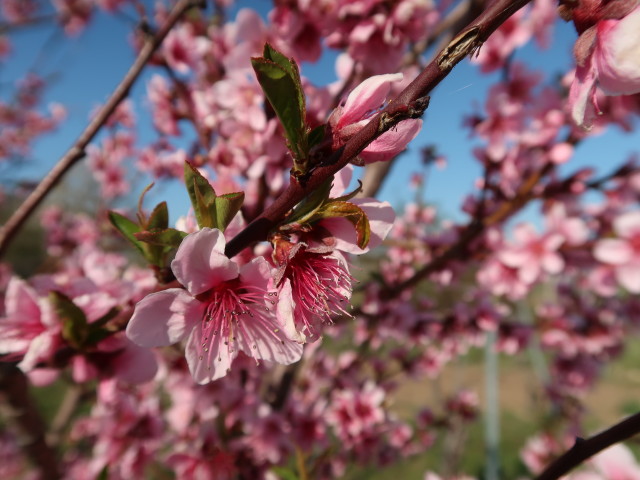 neben dem 1. Wiener Wasserleitungsweg zwischen Pfaffstätten und Gumpoldskirchen