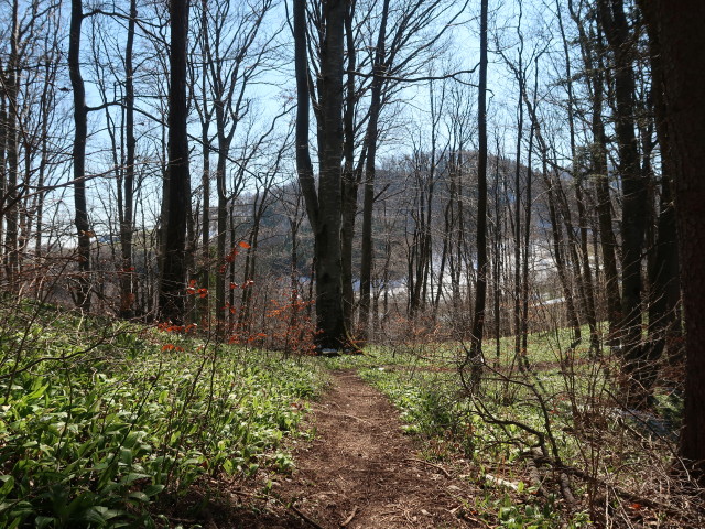 zwischen Kirchberg und Schönleiten