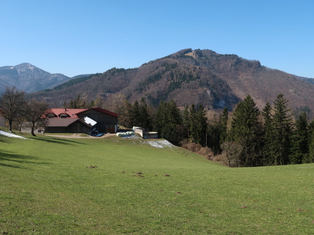 zwischen Schönleiten und Mitter-Halbwies