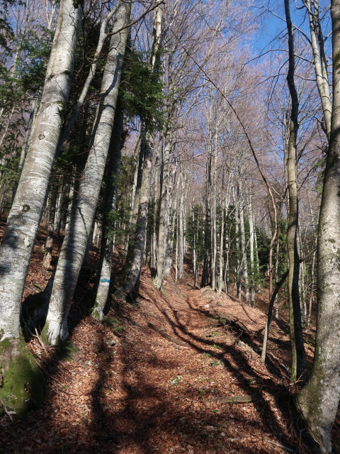 zwischen Solleneck und Weißenbachalm