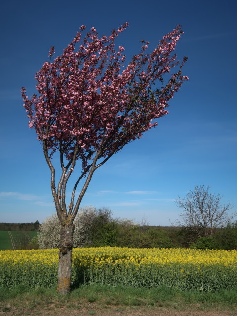 zwischen Streifing und Bogenneusiedl
