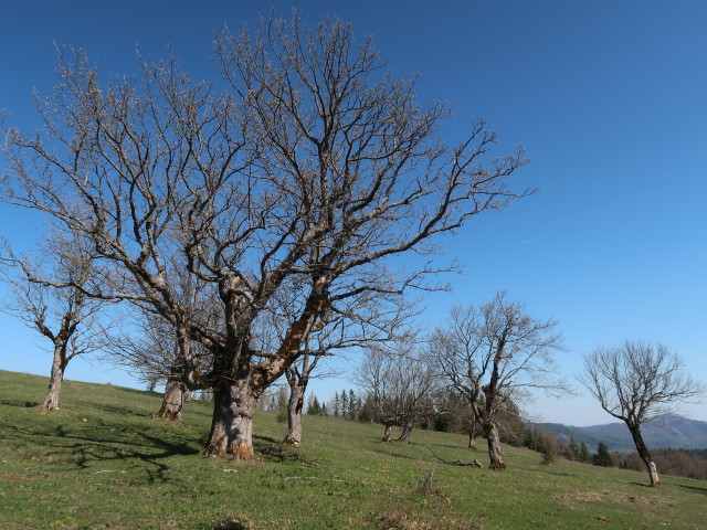 zwischen Am Berg und Karnerhofspitze