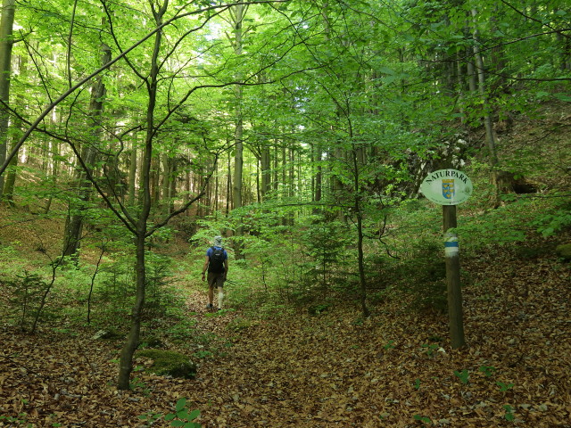 Herbert zwischen Waldegger Steig und Saugraben