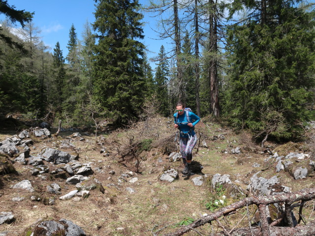 Ursa zwischen Weierbaueralm und Stubwiesalm