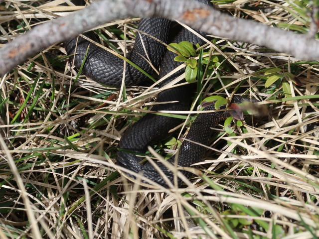 zwischen Königschusswand-Klettersteig und Neuer Seehütte