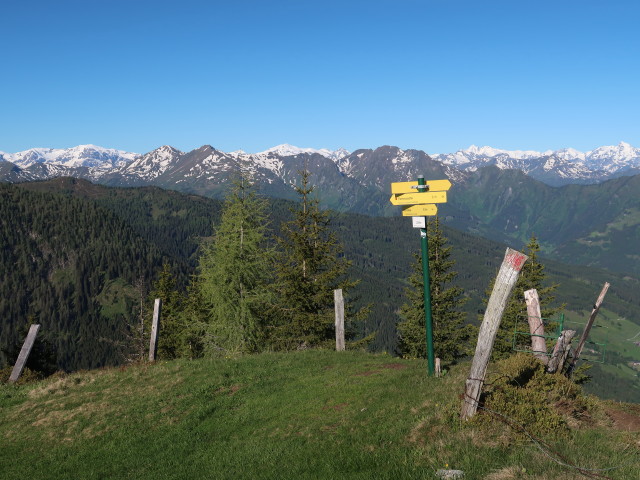 zwischen Roßfeldeck und Herrenköpfl (12. Juni)