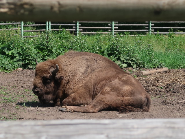 Elistvere loomapark (26. Juni)