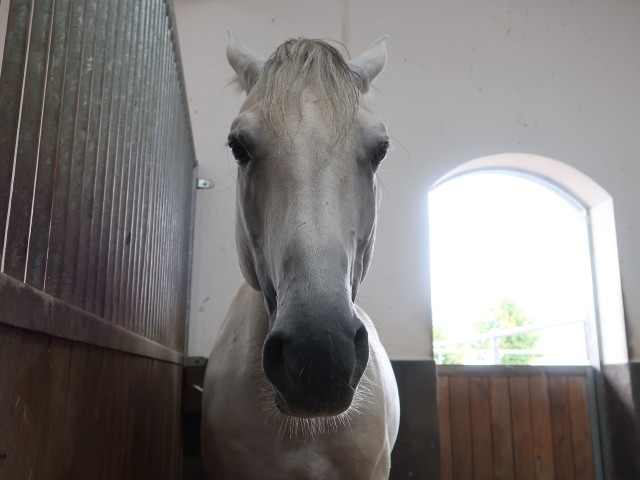 Lipizzaner Trainingszentrum
