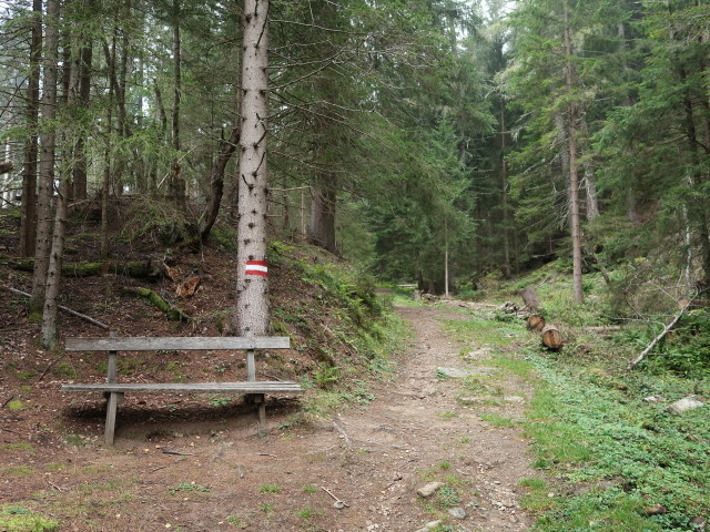 Wittener Weg zwischen Tauerntal und Hindenburghöhe (19. Sept.)