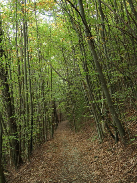 zwischen Spannagl und Tscherkl (10. Okt.)
