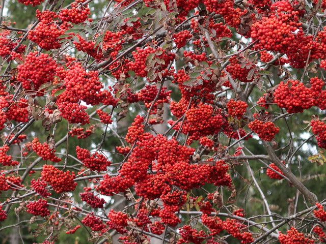 zwischen Bammer und Kräuping