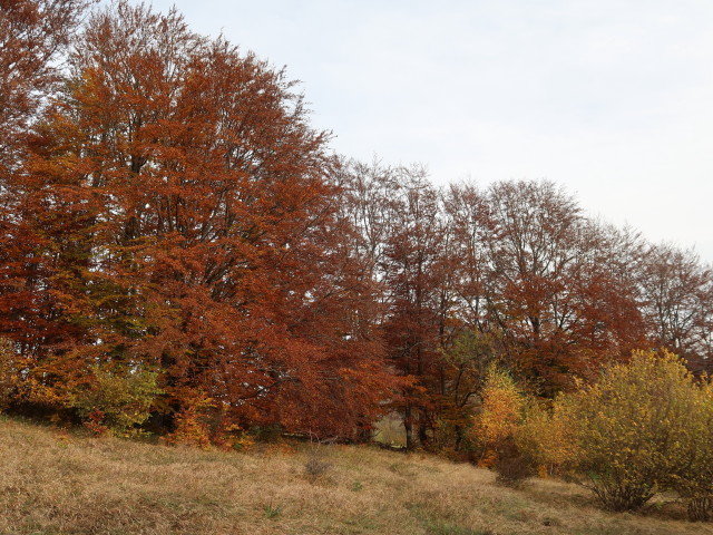 zwischen Loicheck und Staudachgegend