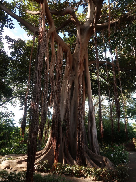 Jardín Botánico in Puerto de la Cruz (23. Nov.)