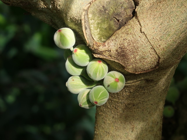 Jardín Botánico in Puerto de la Cruz (23. Nov.)