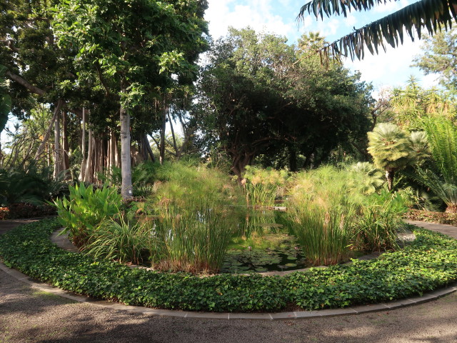 Jardín Botánico in Puerto de la Cruz (23. Nov.)