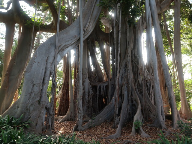 Jardín Botánico in Puerto de la Cruz (23. Nov.)