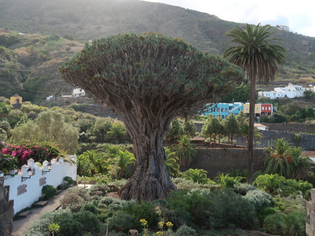 Drago Milenario in Icod de los Vinos (25. Nov.)