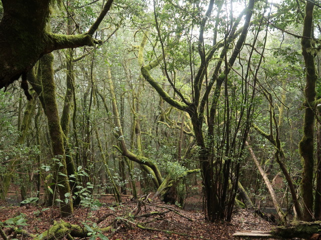 Parque Nacional de Garajonay