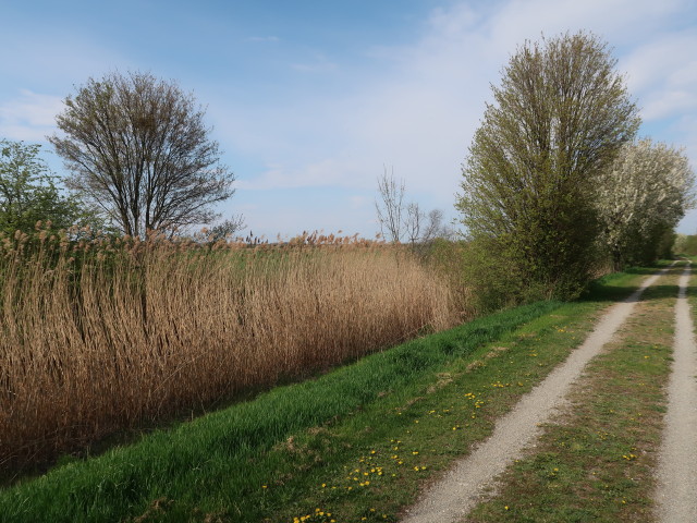 Russbach zwischen Markgrafneusiedl und Leopoldsdorf