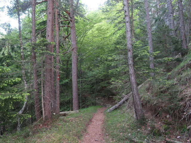zwischen Puch und Zauchengraben