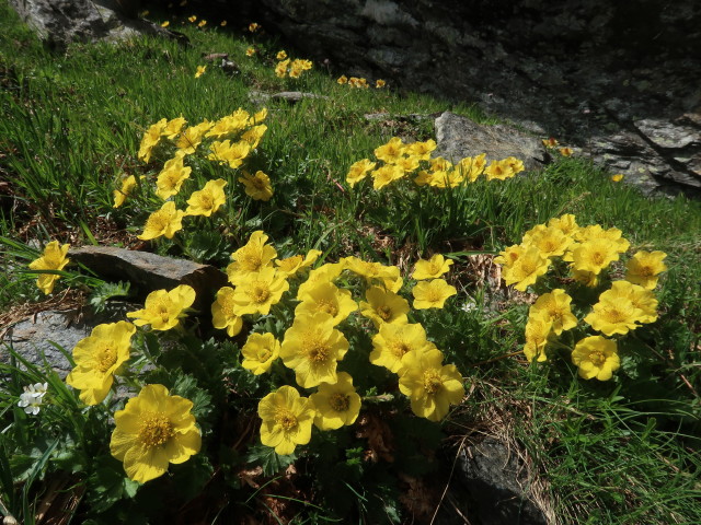 zwischen Rotwieland und Scharnik