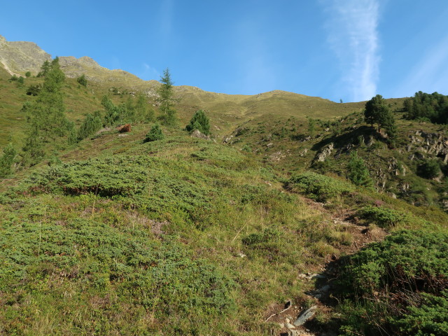 zwischen Felderleite und Mutenkogel (21. Aug.)