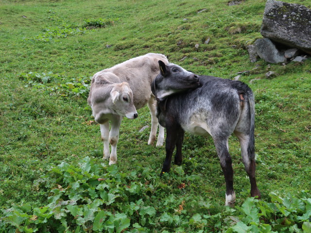 Gleirschtal (22. Aug.)