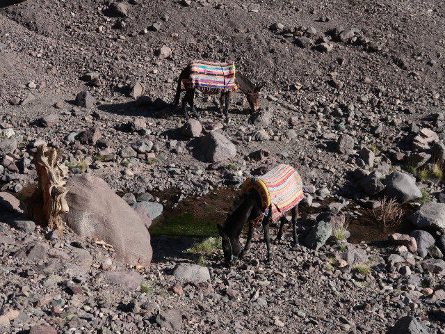 Azib Tamsoult (27. Sep.)