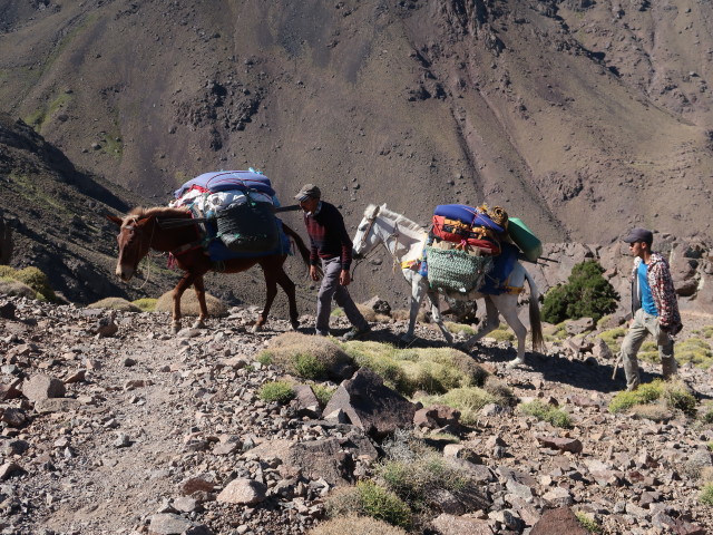 zwischen Azib n'Tzikert und Aguelzim (28. Sep.)
