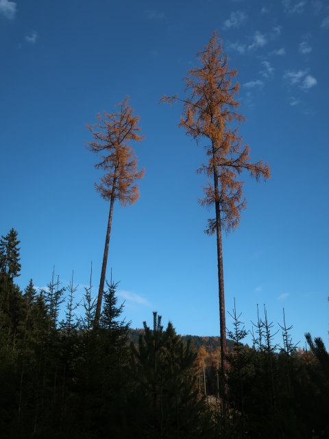 zwischen Moderalm und Hoferalm