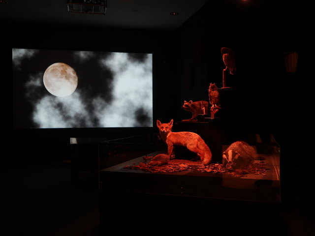 Sonderausstellung 'Wildnis Stadt'