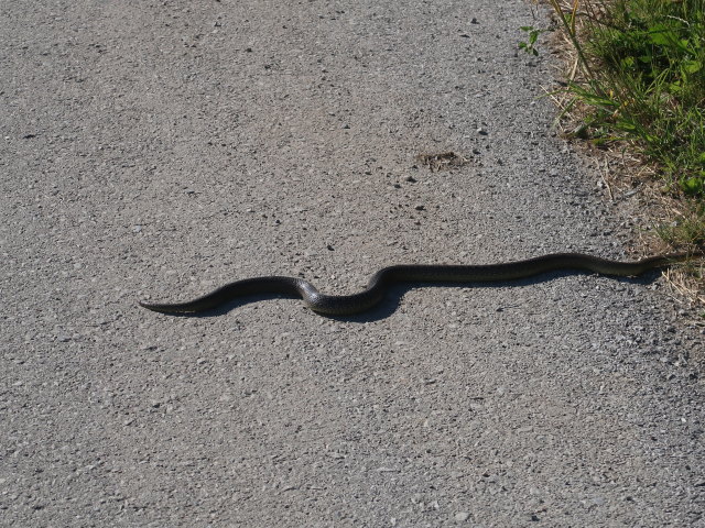 zwischen Rotheau und Göblasbruck