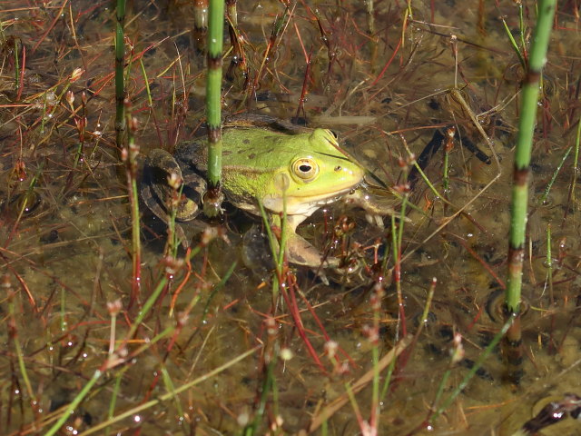 UnterWasserReich in Schrems