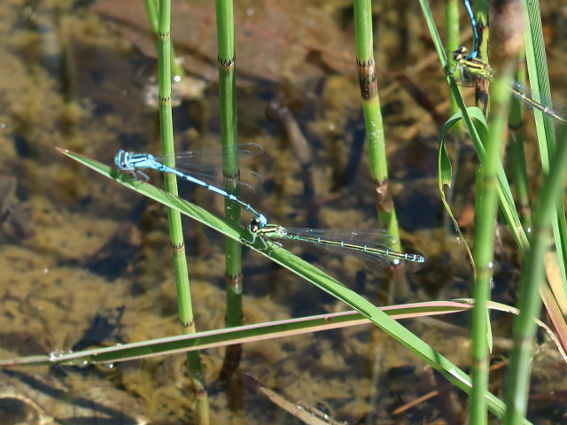 UnterWasserReich in Schrems