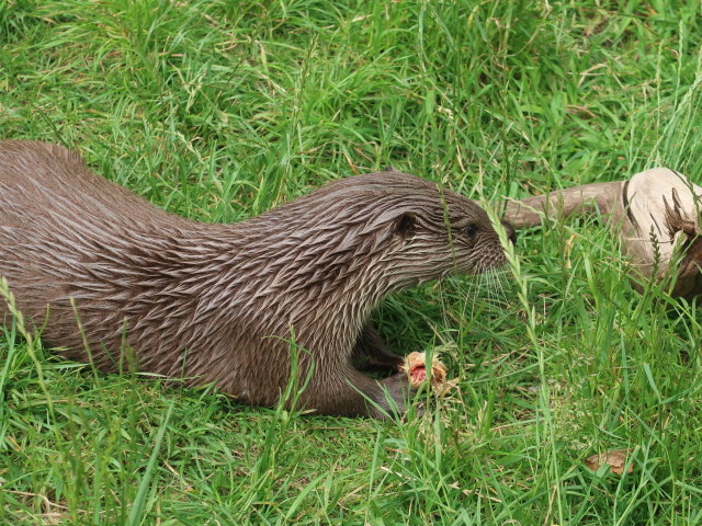 UnterWasserReich in Schrems