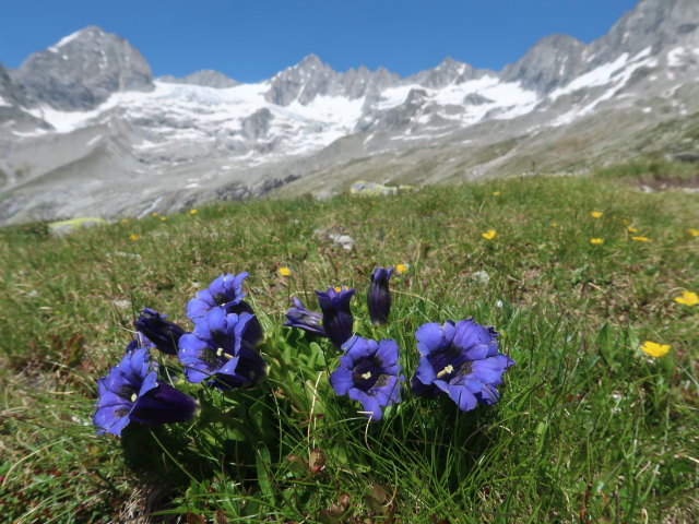 zwischen Plauener Hütte und Sonntaglahnerkopf (19. Juni)