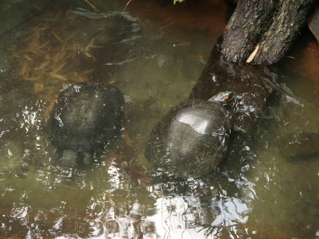 St. Augustine Alligator Farm Zoological Park (6. Nov.)