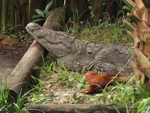 St. Augustine Alligator Farm Zoological Park (6. Nov.)