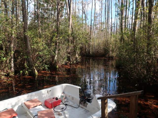 Okefenokee Swamp Park (7. Nov.)