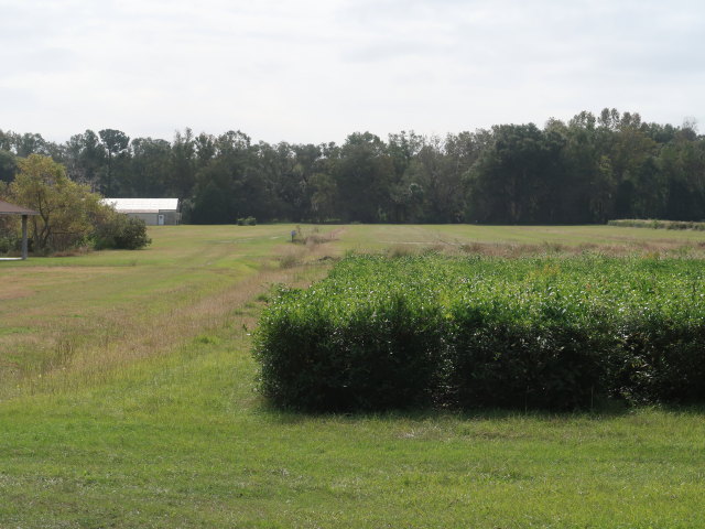 Charleston Tea Garden (9. Nov.)
