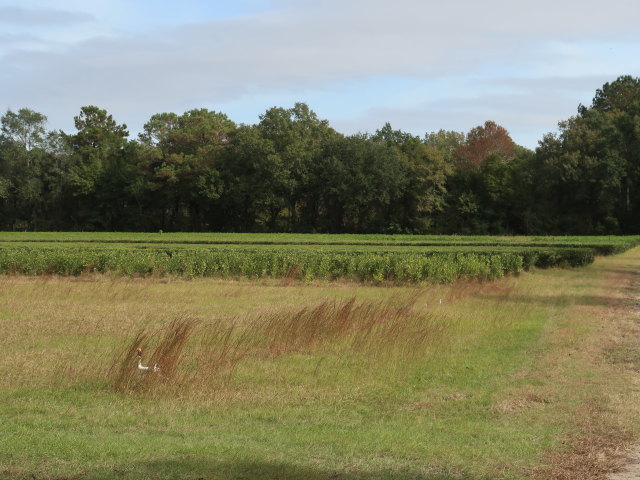 Charleston Tea Garden (9. Nov.)