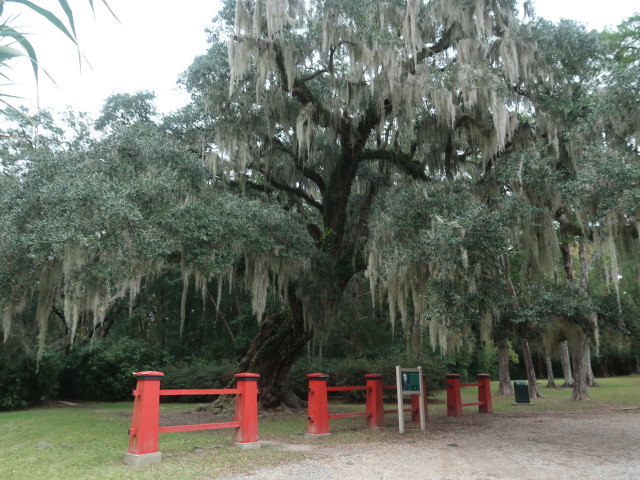 Jungle Gardens auf Avery Island (18. Nov.)