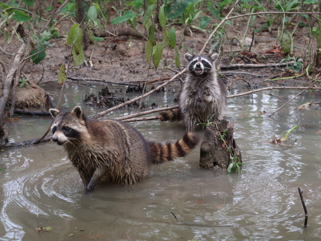 Old Pearl River (20. Nov.)