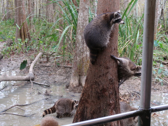 Old Pearl River (20. Nov.)