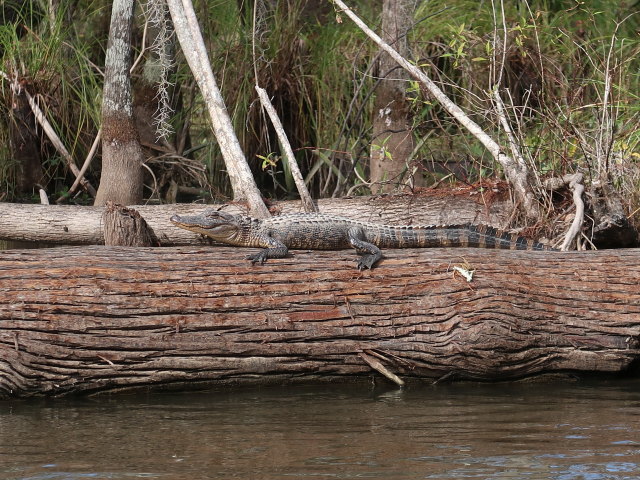 Old Pearl River (20. Nov.)