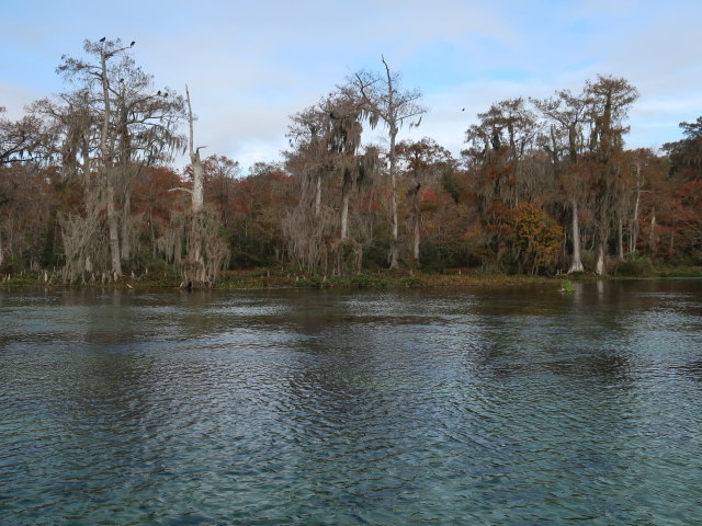Wakulla River im Wakulla Springs State Park (23. Nov.)