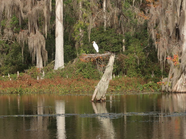 Wakulla River im Wakulla Springs State Park (23. Nov.)