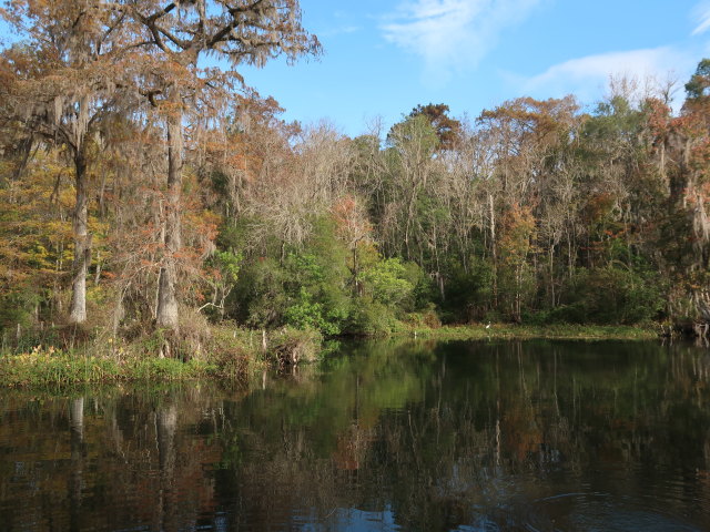 Wakulla River im Wakulla Springs State Park (23. Nov.)