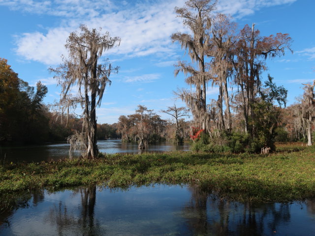 Wakulla River im Wakulla Springs State Park (23. Nov.)
