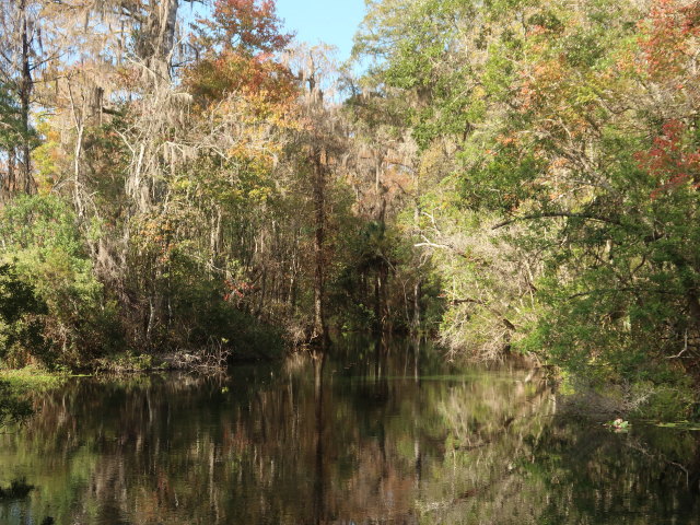 Wakulla River im Wakulla Springs State Park (23. Nov.)